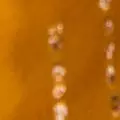 mango color