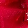 fuchsia color