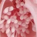 blush color