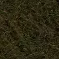 khaki color